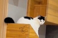 自宅でくつろぐ猫を撮影中「天井から強烈な違和感」　まさかの正体に思わず目を疑う