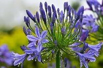 【アジサイだけじゃない】　梅雨に美しい花が楽しめる「低木・多年草3選」