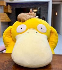 ぬいぐるみの上で寝る子猫→成長後「同じ場所」で寝る姿に思わずビックリ