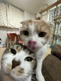 iPhoneのカメラで「猫をズームアウトで撮影」した結果　思わず笑ってしまう一枚が話題