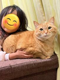 「実は甘えん坊」な一面を持つ元保護猫　飼い主さんの浮気現場？を目撃した際の表情が話題