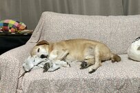 まるでお局様！？ シリアスなジト目で飼い主に圧をかける犬がかわいいとTwitterで話題に！