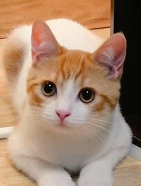 美しい子猫のビフォーアフターが話題　「何があったのww」「大御所俳優ばりの貫禄！」