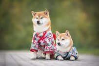 【すでに申請受付を締め切っている自治体も】現在進行中の「住民税非課税世帯」への10万円給付金＆住民税非課税世帯の要件と所得・年収の目安とは？