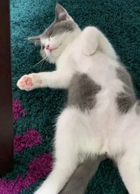 ふわふわの子猫さん「全開」な熟睡姿に反響続出　3年後の開き具合にもホッコリ…！