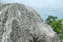 岩に生える「コンニャク」に思わず二度見　驚きの光景に「なぜそうなる…」