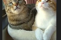 飼い主さんの元に舞い降りた「天使」愛が伝わる保護猫の関係性