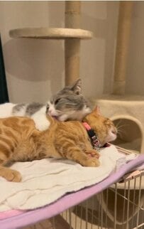 【愛が止まらない猫ちゃん】同居猫ちゃんラブ！大好きがあふれる様子にメロメロになる人続出