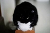 【○→△→□】形がコロコロ変わる猫ちゃんが話題「変身能力者だね！」と思わず二度見する姿に反響