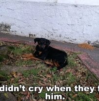 【保護犬】交通事故で重傷を負った犬 優しさに包まれ笑顔を取り戻した姿に反響