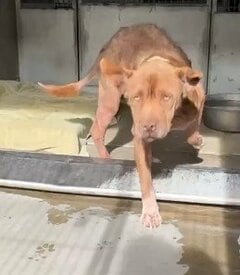 【保護犬】里親に引き取られた6週間後…「さらに悪い状態」で保護団体へ戻された犬　再び前を向き人を信じる姿に心を動かされる
