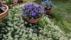「植えてよかった」今が植えどき！1株で大きく育つ常緑多年草〈スーパーアリッサム〉植えっぱなしでほぼ一年中花が咲きます