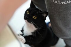 【キッチンで待つ猫】飼い主さんの足元にちょこん…　「どうしても食べたかったもの」を待つ姿がかわいすぎる