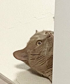 「何見てるんですか」リラックスする猫を眺めていたら…視線に気づいたときの真顔に笑ってしまう
