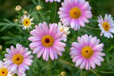 植えっぱなしでも毎年咲く！春の寄せ植えを華やかにする多年草3選