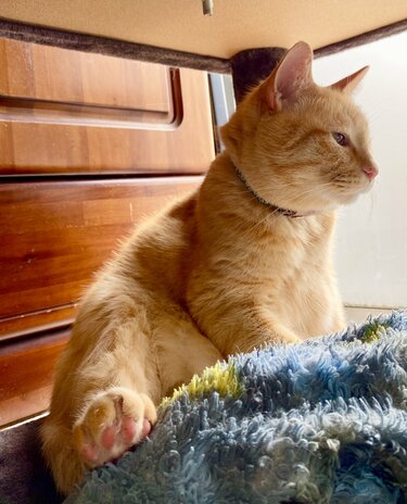 温かく穏やかな表情にSNS歓喜 保護猫の美しい成長姿に愛溢れる SNSで ..., 画像サイズ:375x464
