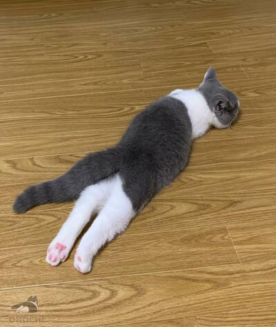 両足を伸ばして寝ている子猫