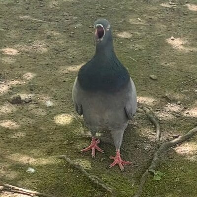 投稿の画像
