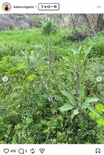 杉田かおるのInstagram投稿