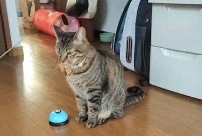 ベルを前にした小雪ちゃん これから鳴らします