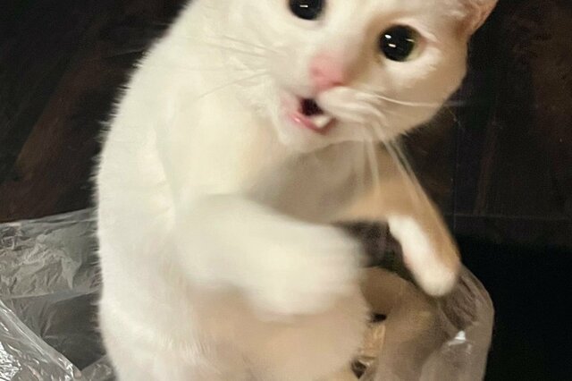 袋に入った猫と出て来てほしい飼い主　ほほえましい攻防が話題