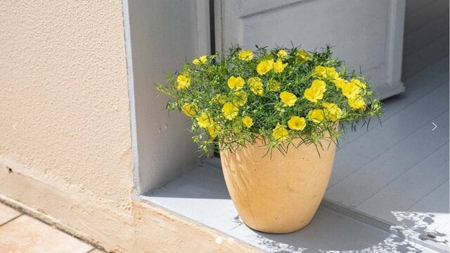 植えどきは今！秋までずっと咲く「猛暑や乾燥に強い花」ハッと目をひく〈鮮やかカラー〉が夏にぴったりな3品種