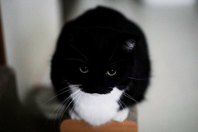 【○→△→□】形がコロコロ変わる猫ちゃんが話題「変身能力者だね！」と思わず二度見する姿に反響