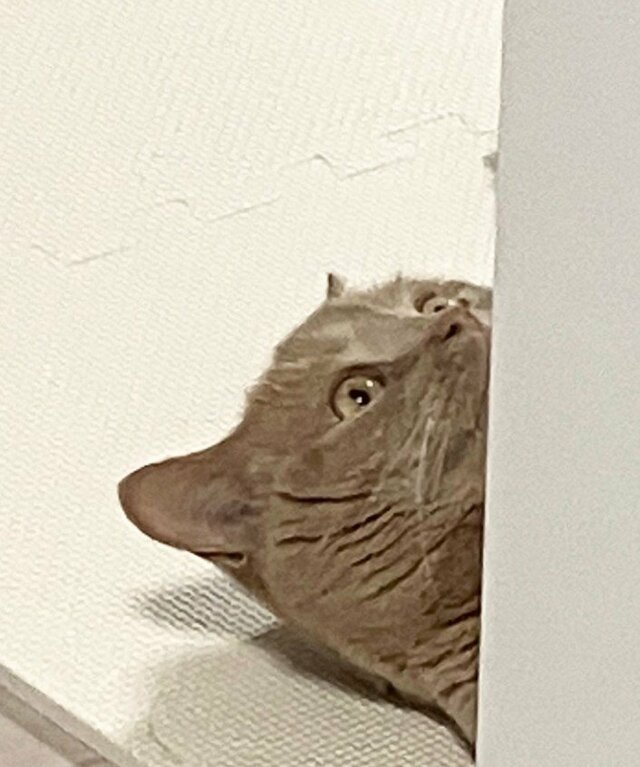 「何見てるんですか」リラックスする猫を眺めていたら…視線に気づいたときの真顔に笑ってしまう