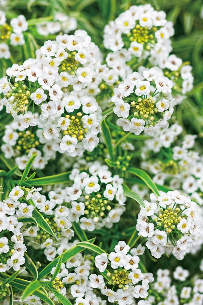 出所：PROVEN WINNERS（R）