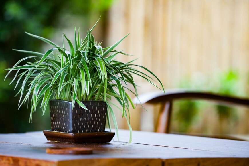 【ガーデニング】暖かい部屋で癒される…  寒さに強い観葉植物3選 