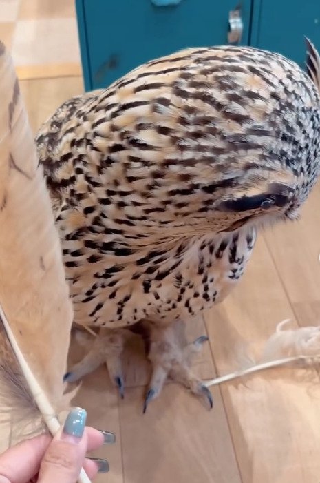 出所：＠yukkodawa