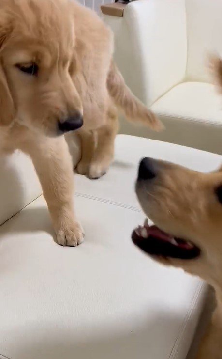 出所：@pu_channeldesu