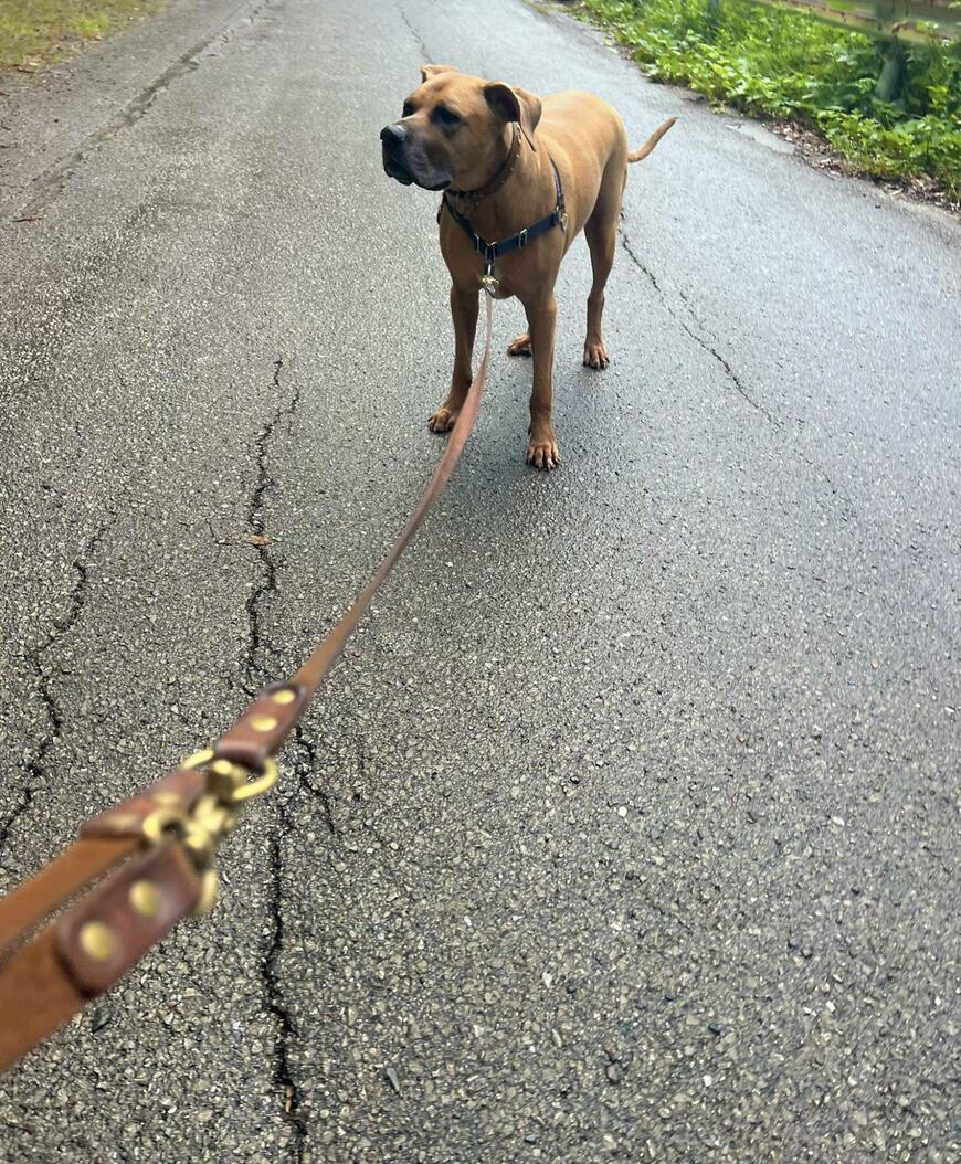 散歩中、何かに夢中になっていた土佐犬さん…呼ばれた直後の様子に約8万の反響