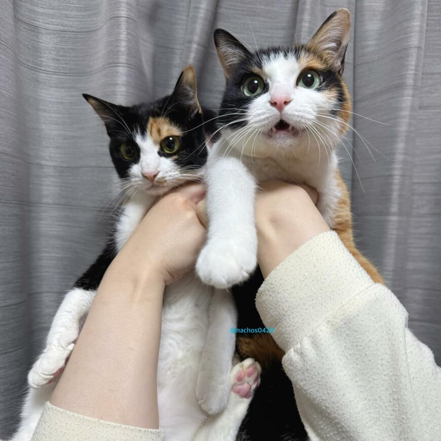 出所：@nachos0420