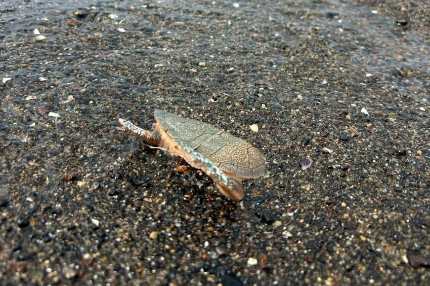 海岸で見つけた「カメ」を慌てて救出したはずが…　手に取って「気付いた正体」に注目集まる
