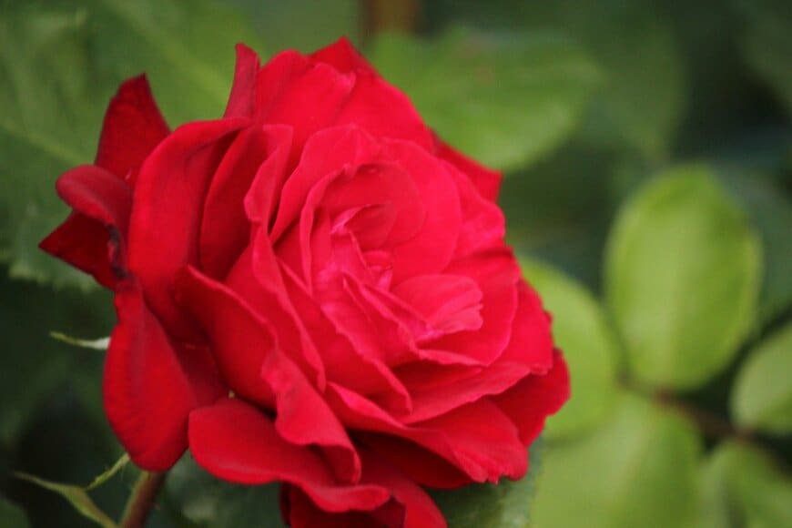 mtigrek/istockphoto.com