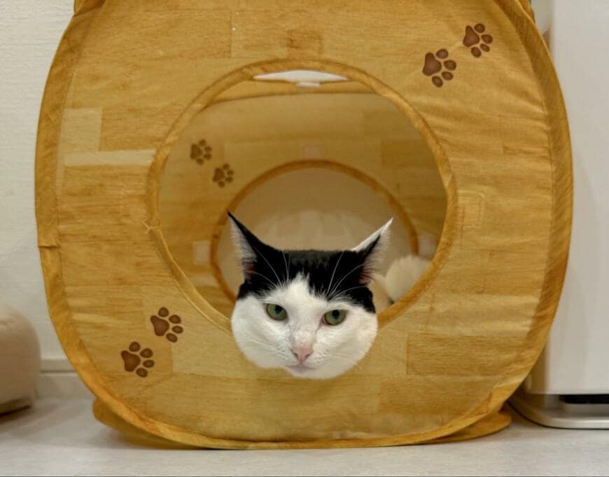 テントから顔を出す猫　横から見ると……まさかの光景が14万回表示