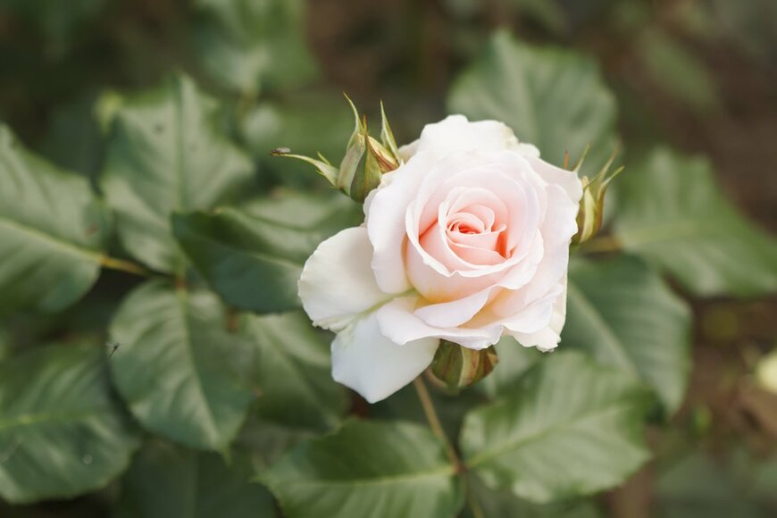 marinatakano/shutterstock.com