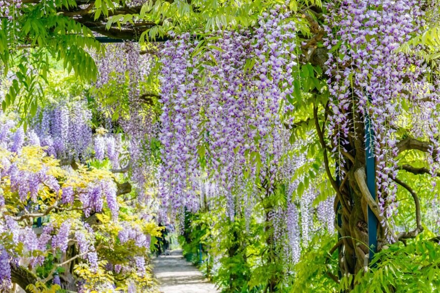 nnattalli/shutterstock.com