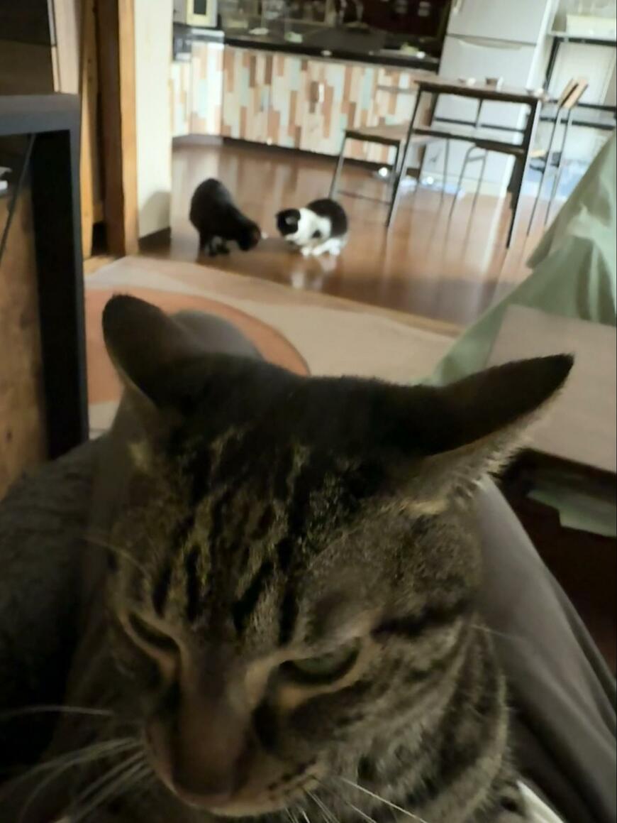 膝に乗ってきた猫ちゃんを撮影　しかし…飼い主さんが気づいた事実に思わずホッコリ