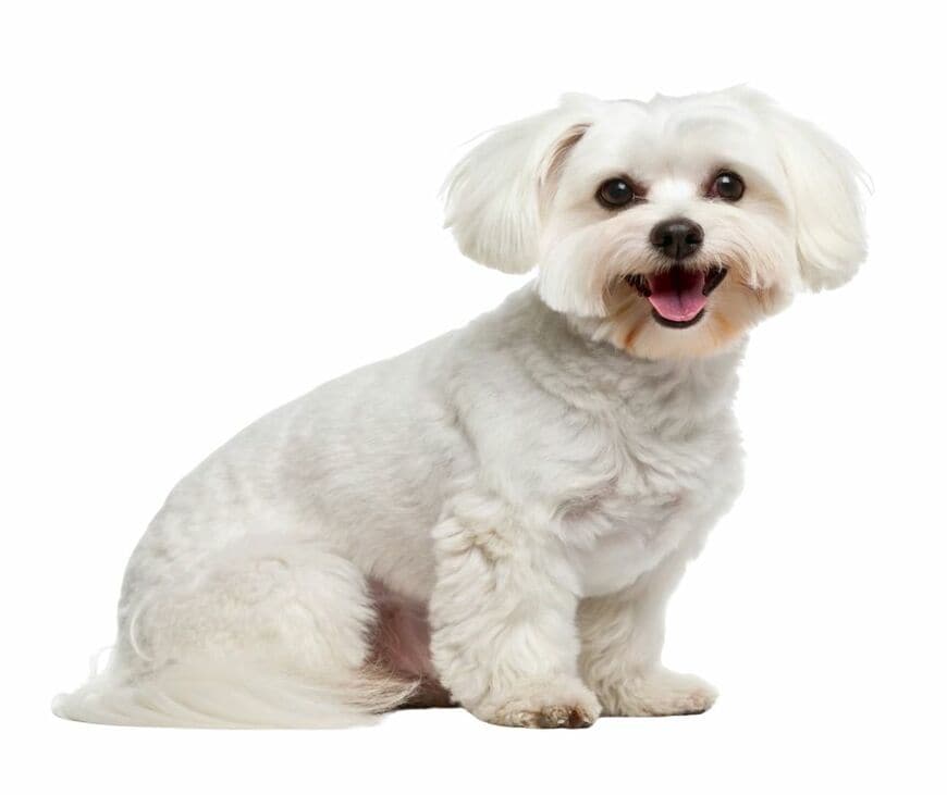 「デカマルチーズ？」昔、祖父母が飼っていた元野良犬『謎の犬種』に推測の声