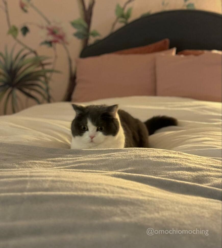 出所：@omochiomoching