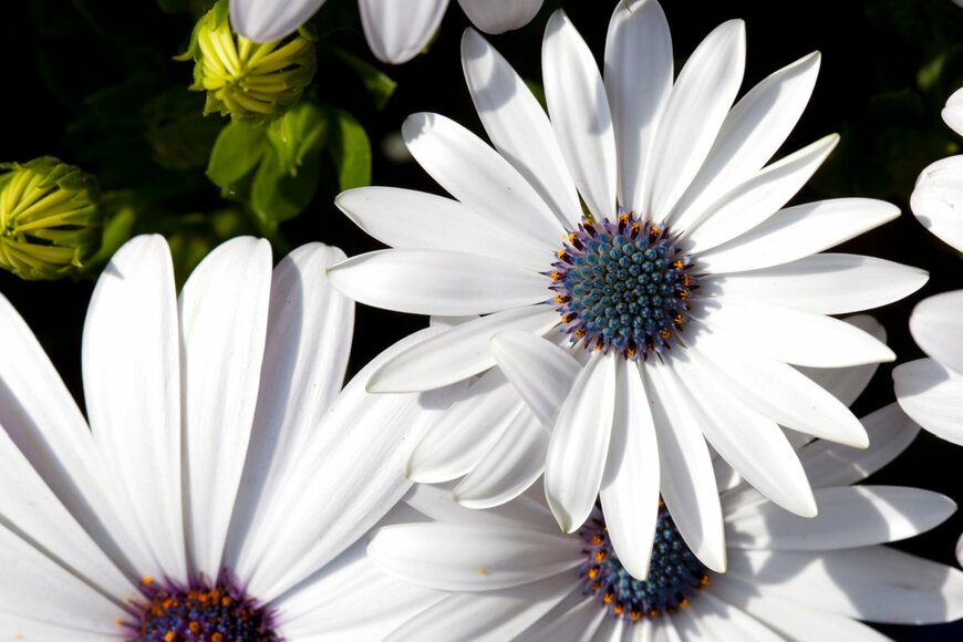 GH-P/shutterstock.com