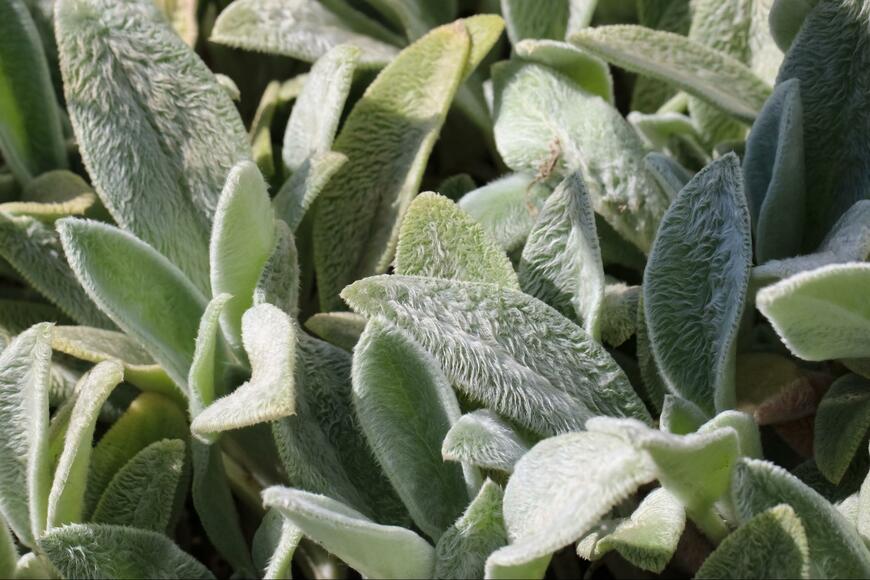 Elena Tratsevskaya /shutterstock.com