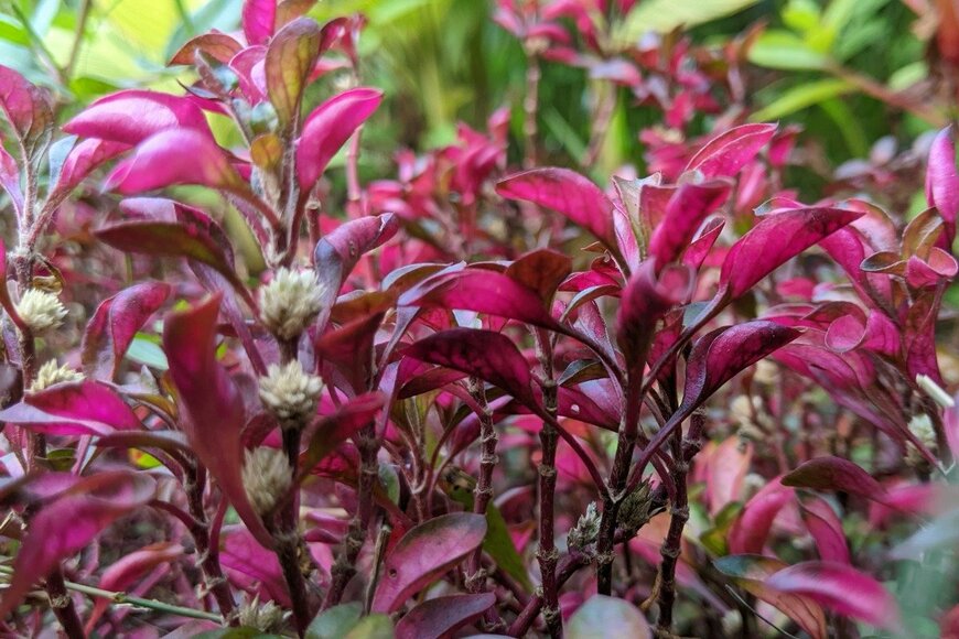 アルテルナンテラ　　Masnug/istockphoto.com