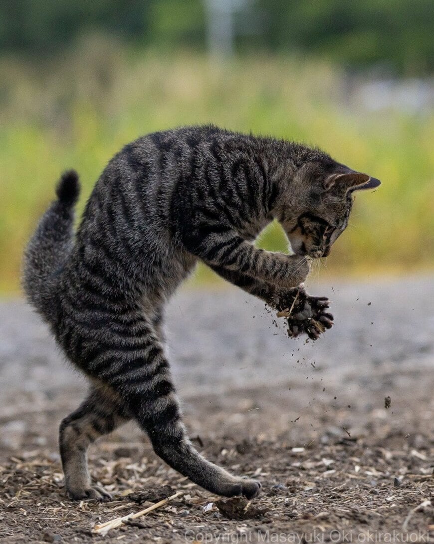 出所：@okirakuoki