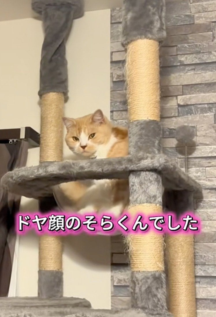 出所：@sorakai0905