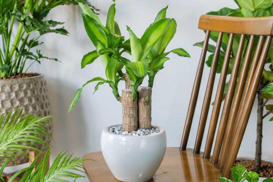 Mid Tran Designer/shutterstock.com