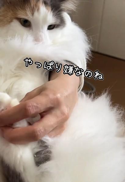 出所：@cat.kinakomochi