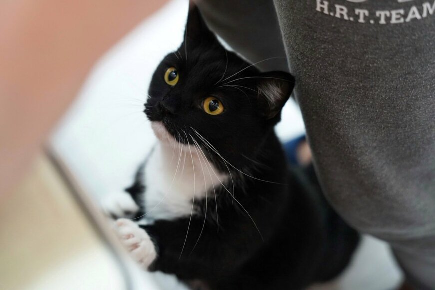 【キッチンで待つ猫】飼い主さんの足元にちょこん…　「どうしても食べたかったもの」を待つ姿がかわいすぎる